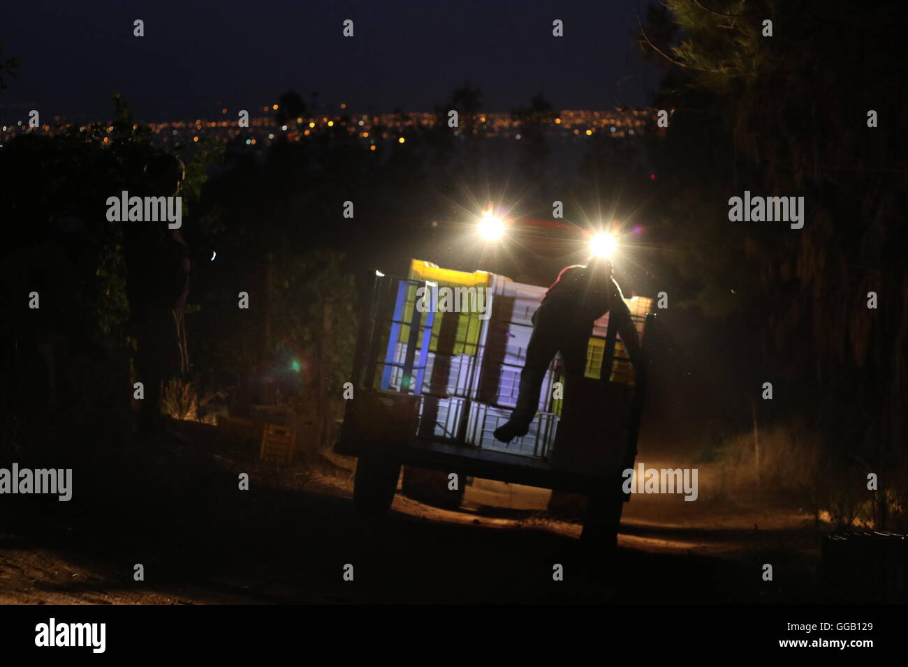 Messe operai casse di carico su un camion durante una mattina presto messe nel buio a Klein i vini di Constantia, Città del Capo Foto Stock