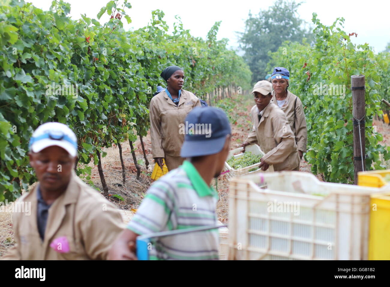 Messe operai / raccoglitori di uva in una vigna a Klein Constantia Vini, Cape Town, Sud Africa Foto Stock