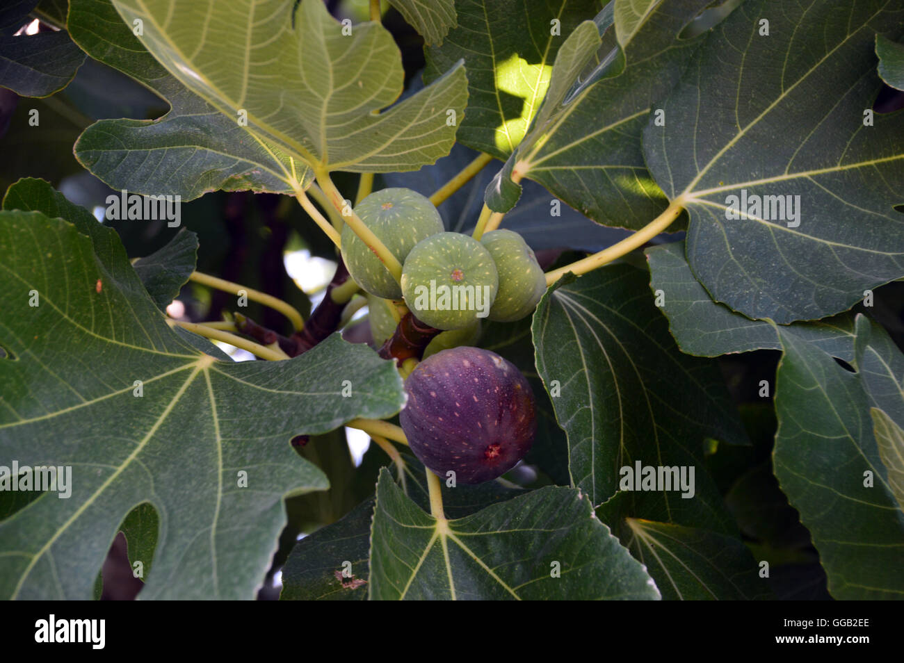 Uno mature Fig (Ficus carica) nella luce del sole ancora sul ramo in Katelios sull'isola greca di Cefalonia,Grecia, Europa Foto Stock