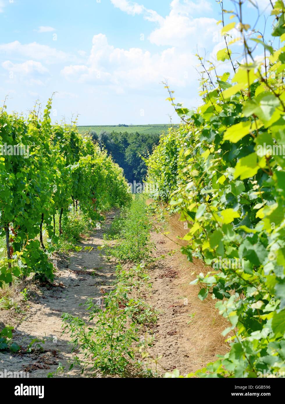 Sobes vigna in Moravia del sud vicino alla città di Znojmo nella Repubblica Ceca. Uno dei più antichi e meglio collocato vigneto in Europa. Vineya Foto Stock