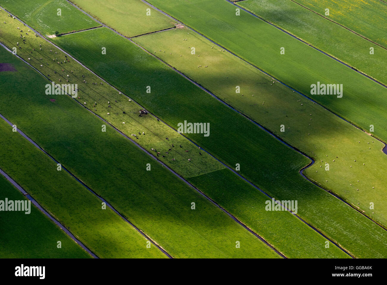Vista aerea, campi con rogge, Naarden, Olanda Settentrionale, Paesi Bassi, Europa, vista aerea, uccelli-occhi vista, indagine, Foto Stock