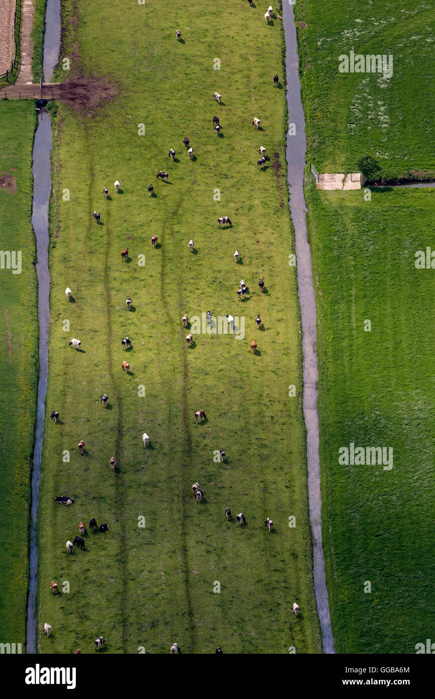 Vista aerea, campi con rogge, Naarden, Olanda Settentrionale, Paesi Bassi, Europa, vista aerea, uccelli-occhi vista, indagine, Foto Stock