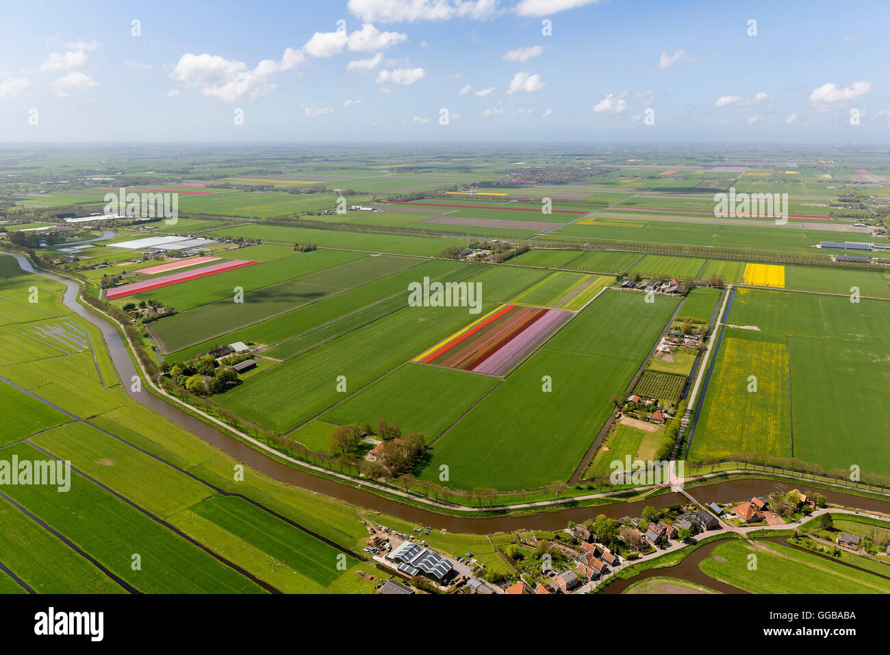 Vista aerea, campi di tulipani, agricoltura, coloratissimi campi di tulipani, Tulipani (lat.Tulipa), fiori ornamentali, Hobrede, Olanda Foto Stock