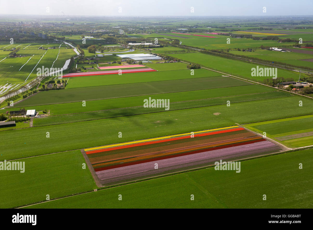 Vista aerea, campi di tulipani, agricoltura, coloratissimi campi di tulipani, Tulipani (lat.Tulipa), fiori ornamentali, Hobrede, Olanda Foto Stock
