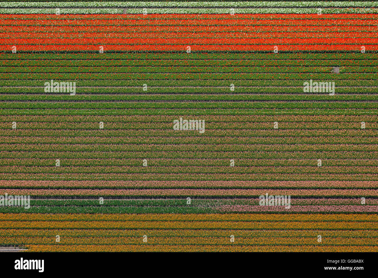 Vista aerea, campi di tulipani, agricoltura, coloratissimi campi di tulipani, Tulipani (lat.Tulipa), fiori ornamentali, Zuidoostbeemster, Foto Stock