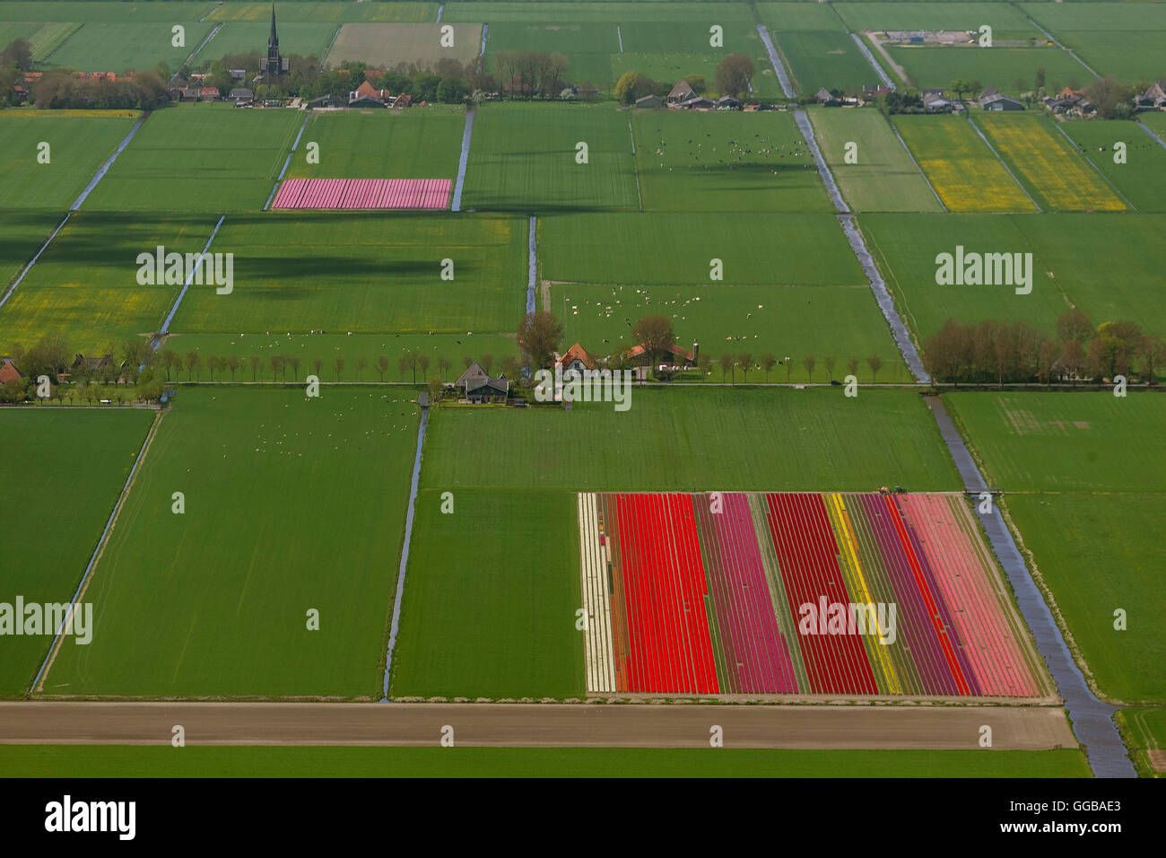 Vista aerea, campi di tulipani, agricoltura, coloratissimi campi di tulipani, Tulipani (lat.Tulipa), fiori ornamentali, Zuidoostbeemster, Foto Stock