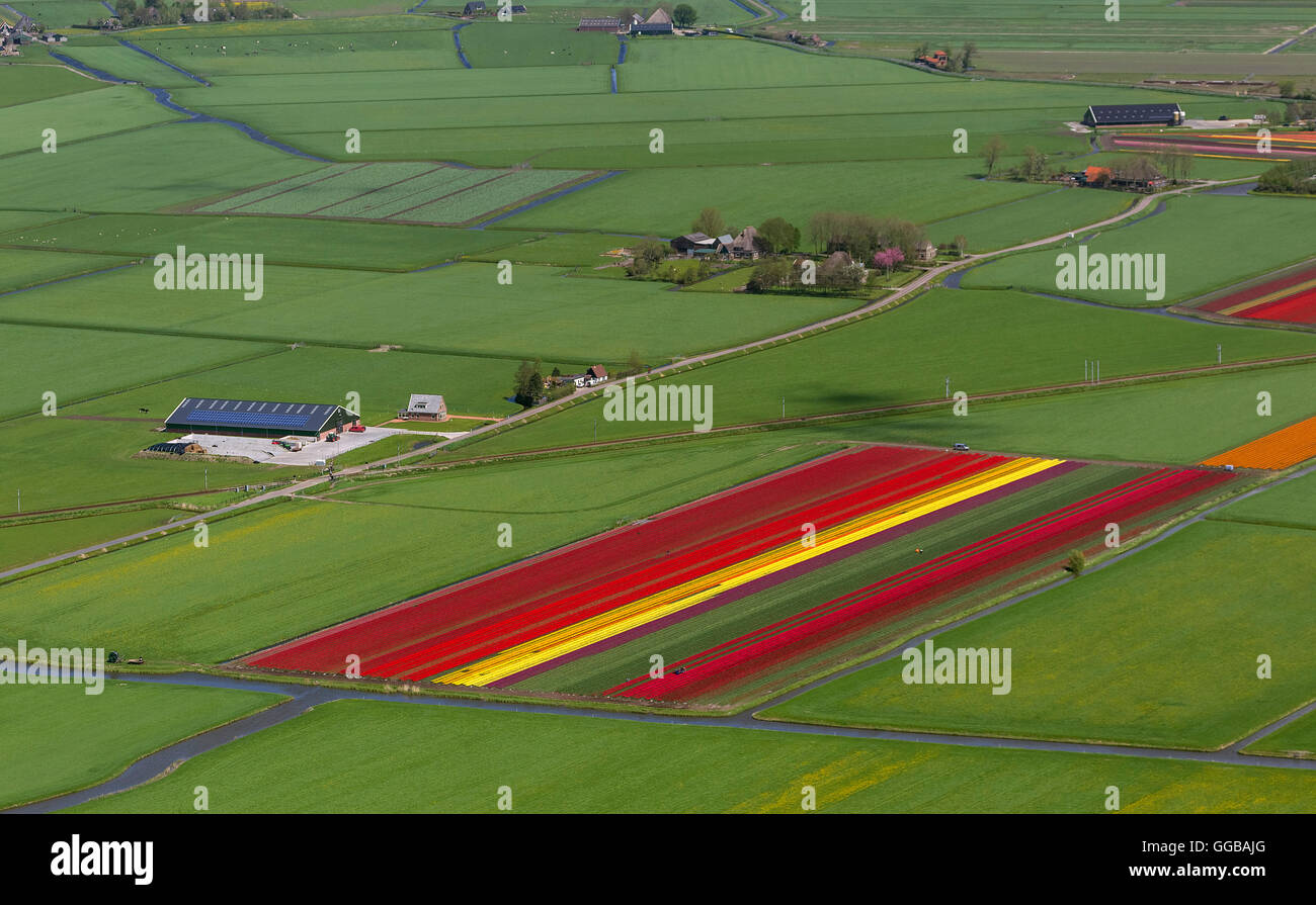 Vista aerea, campi di tulipani, agricoltura, coloratissimi campi di tulipani, Tulipani (lat.Tulipa), fiori ornamentali, Spierdijk, Olanda, Foto Stock