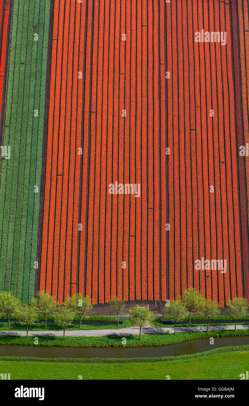 Vista aerea, campi di tulipani, agricoltura, coloratissimi campi di tulipani, Tulipani (lat.Tulipa), fiori ornamentali, Spierdijk, Olanda, Foto Stock