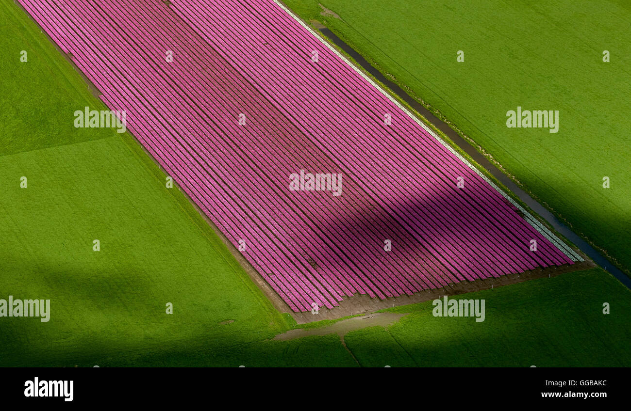 Vista aerea, campi di tulipani, agricoltura, coloratissimi campi di tulipani, Tulipani (lat.Tulipa), fiori ornamentali, Zuidermeer, Olanda, Foto Stock