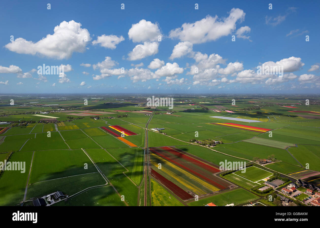 Vista aerea, campi di tulipani, agricoltura, coloratissimi campi di tulipani, Tulipani (lat.Tulipa), fiori ornamentali, Zuidermeer, Olanda, Foto Stock