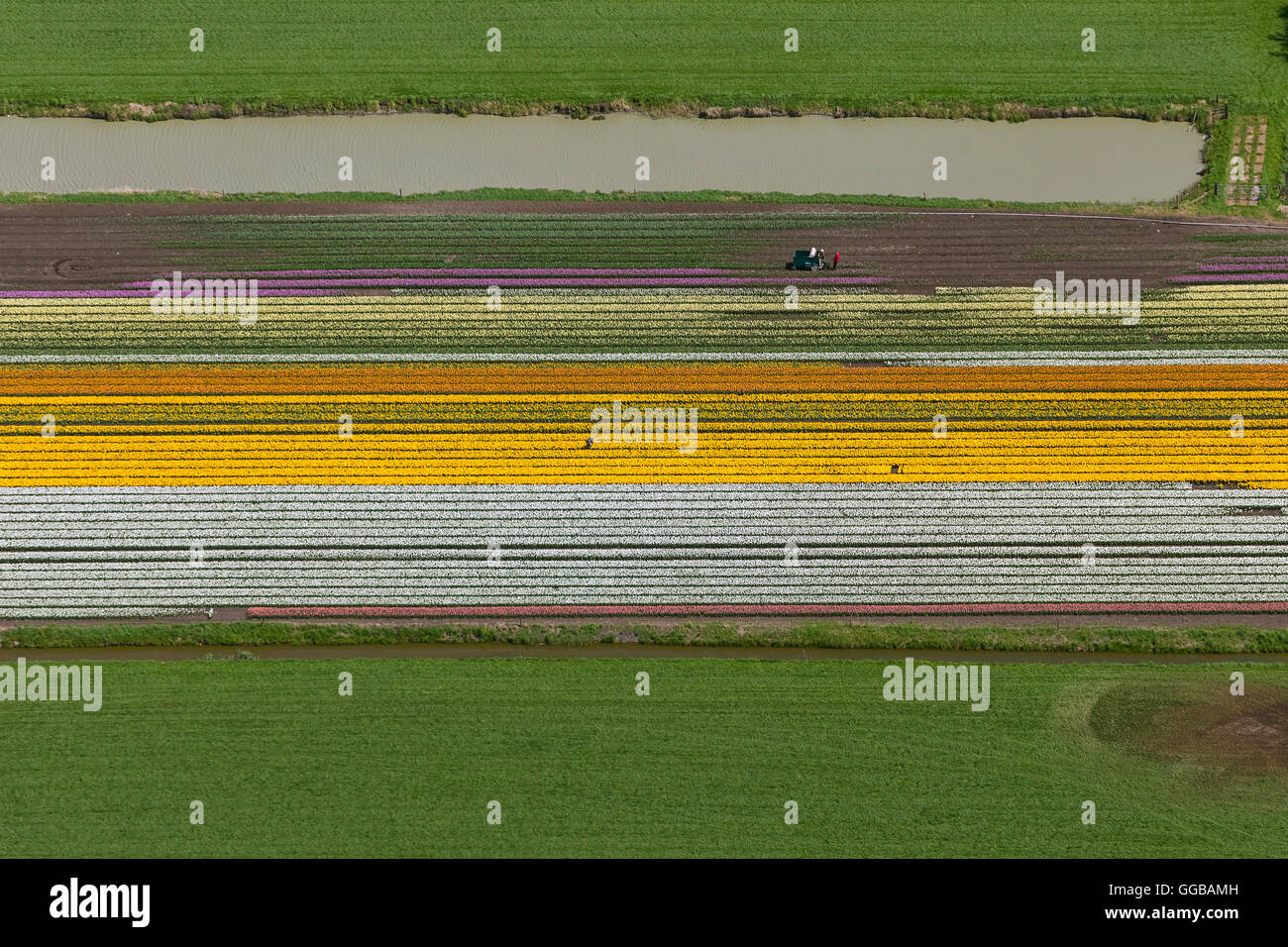Vista aerea, campi di tulipani, agricoltura, coloratissimi campi di tulipani, Tulipani (lat.Tulipa), fiori ornamentali, Berkhout, North Holland Foto Stock