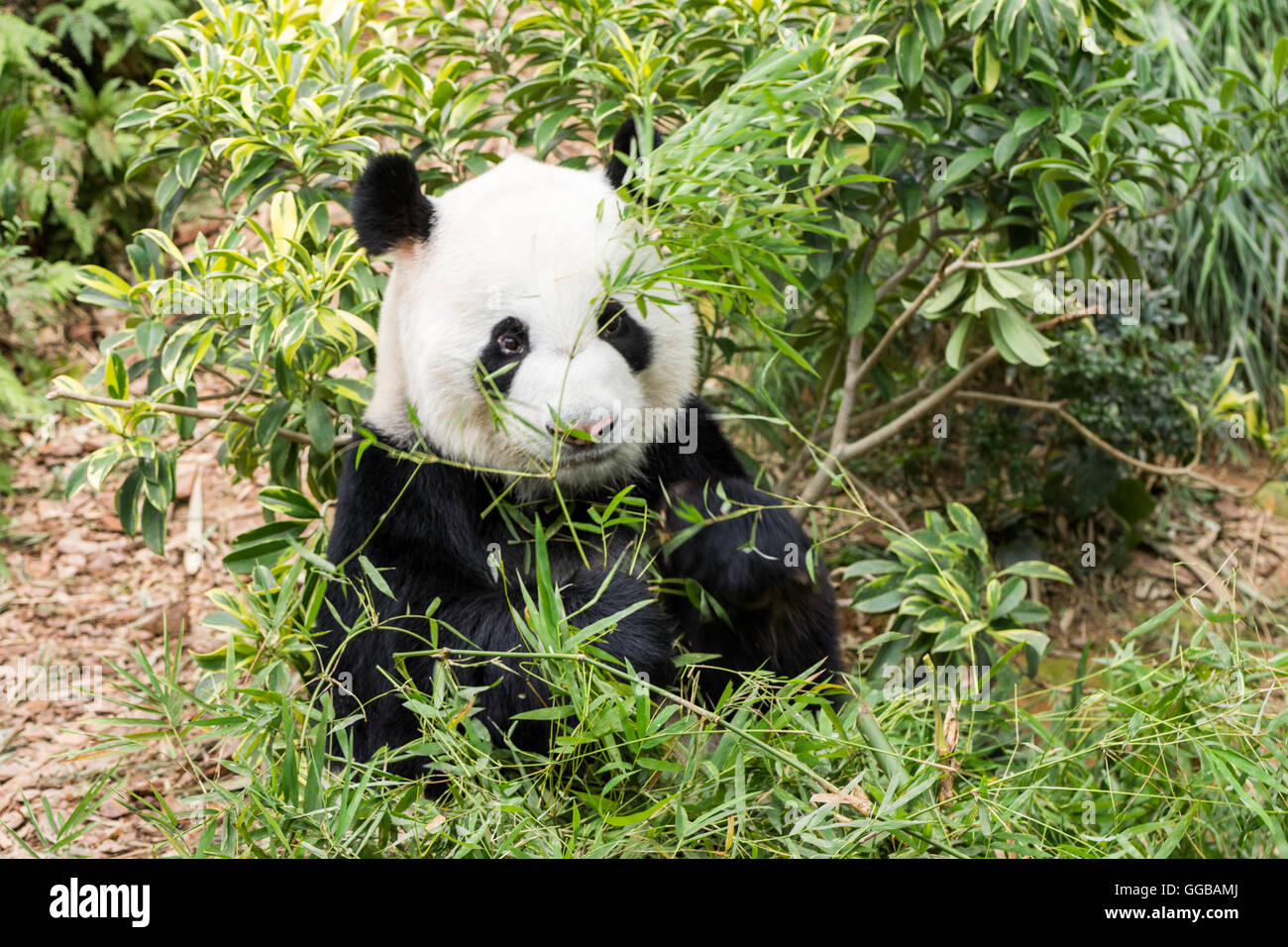 Orso Panda mangiare alberi di bamboo visto in Singapore Foto Stock