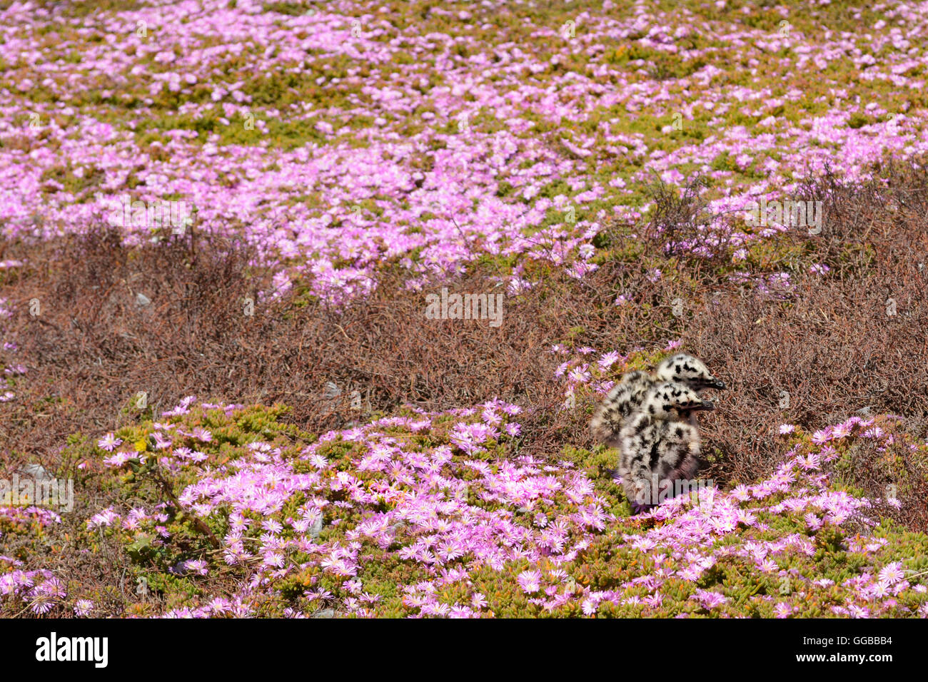 Seagull baby pulcino su isola di Alcatraz a San Francisco, California Foto Stock