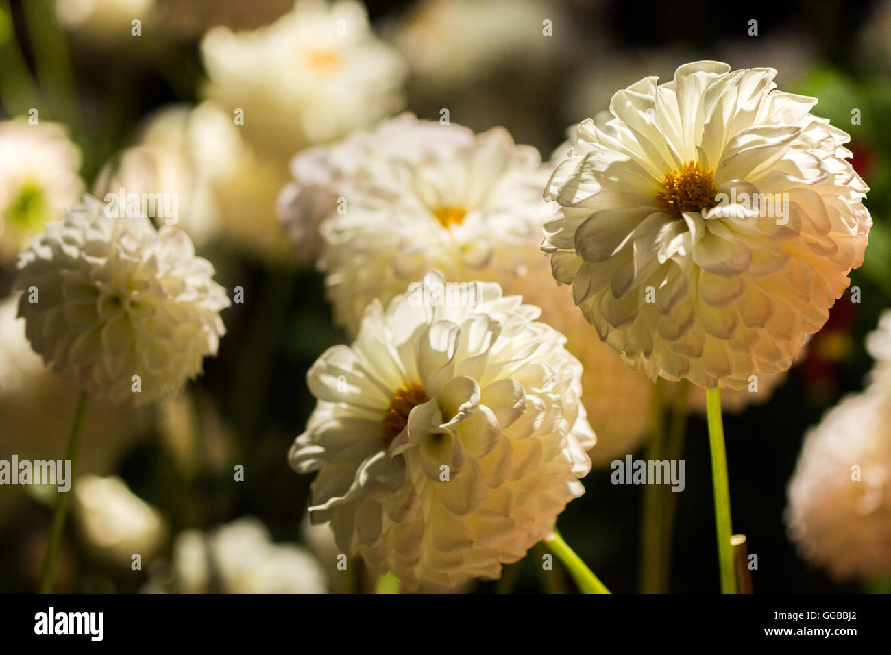 Fiori in colori beatuful chiudere fino a Singapore 2016 Foto Stock