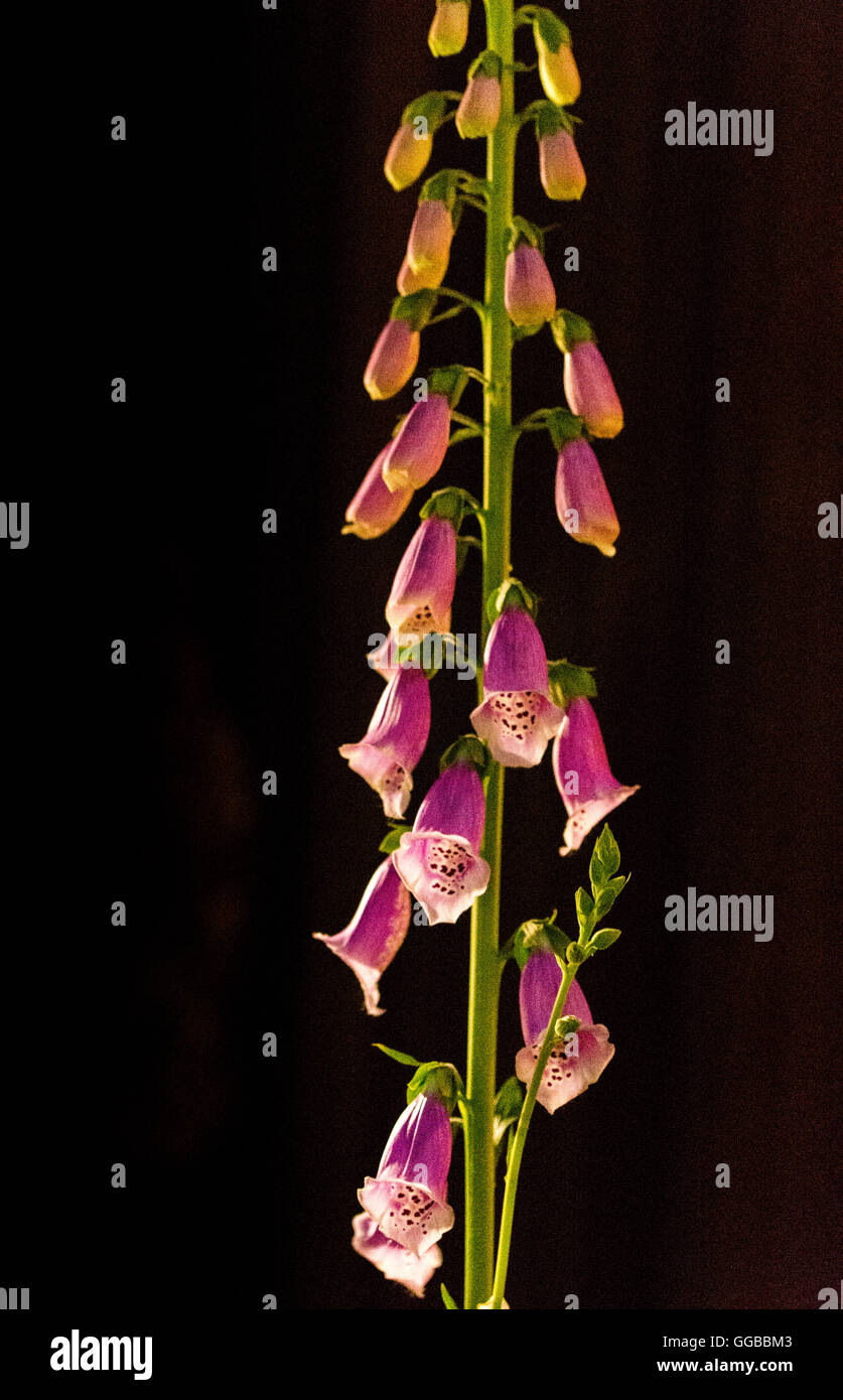 Fiori in colori beatuful chiudere fino a Singapore 2016 Foto Stock