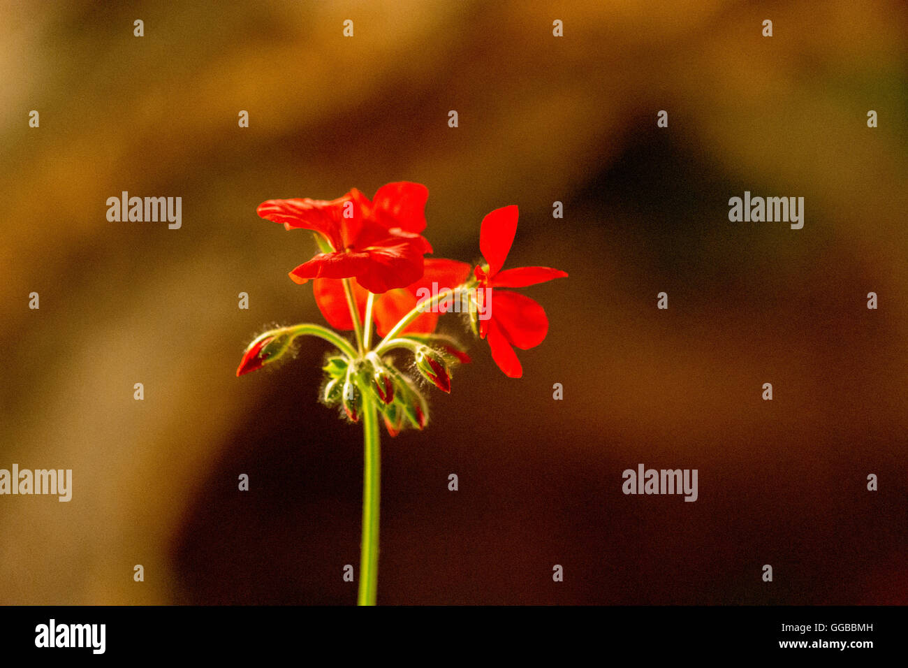 Fiori in colori beatuful chiudere fino a Singapore 2016 Foto Stock