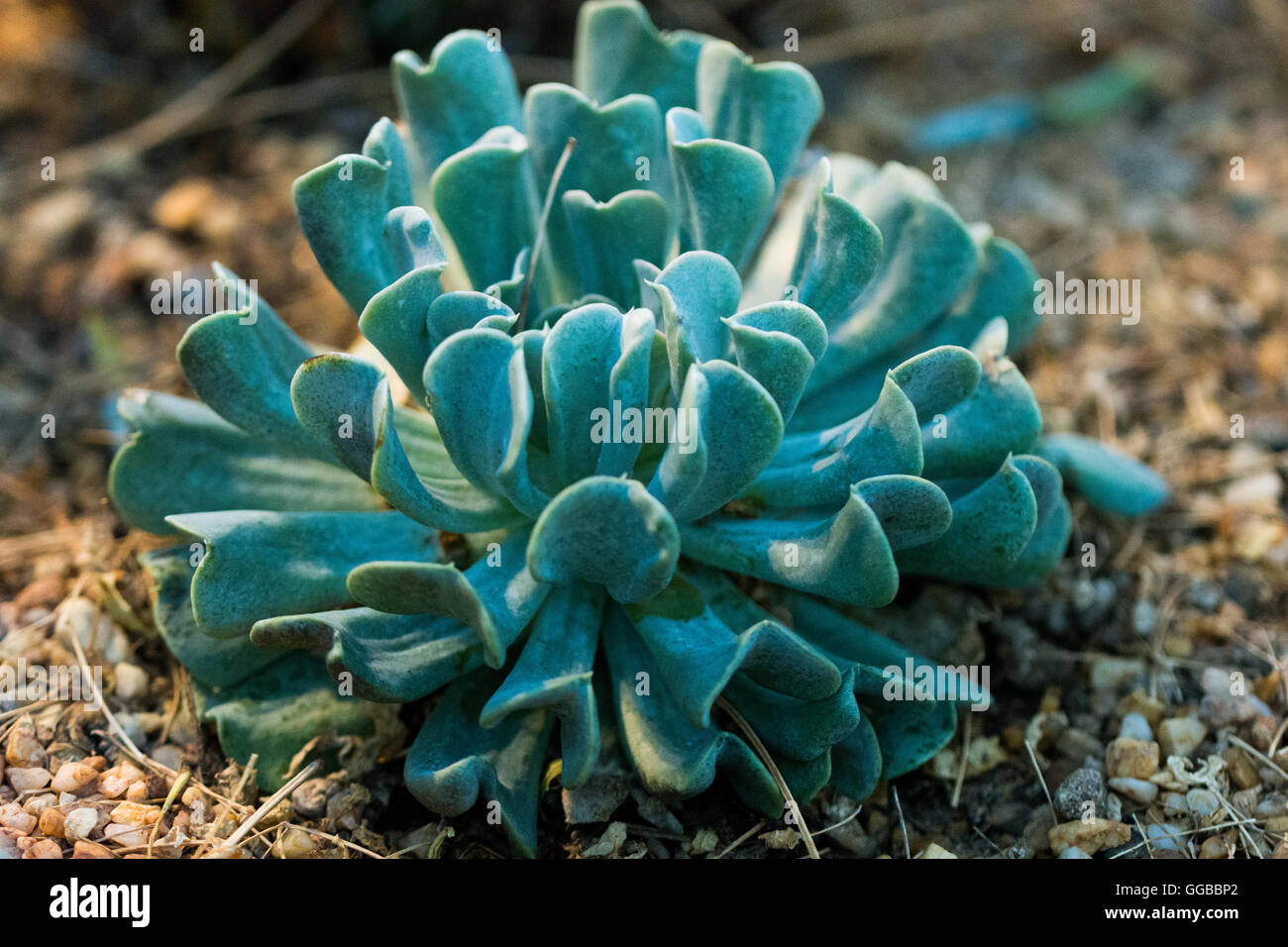 Domestico cactus coccolone closeup visto in Singapore 2016 Foto Stock