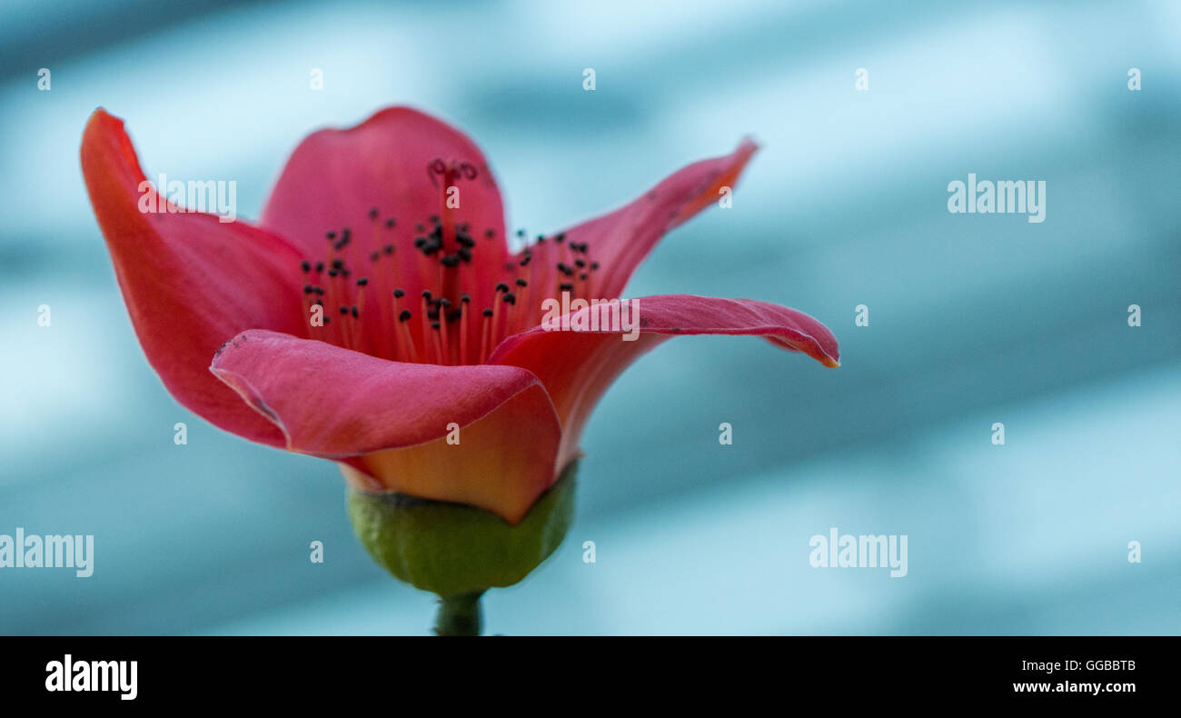 Fiori in colori beatuful chiudere fino a Singapore 2016 Foto Stock