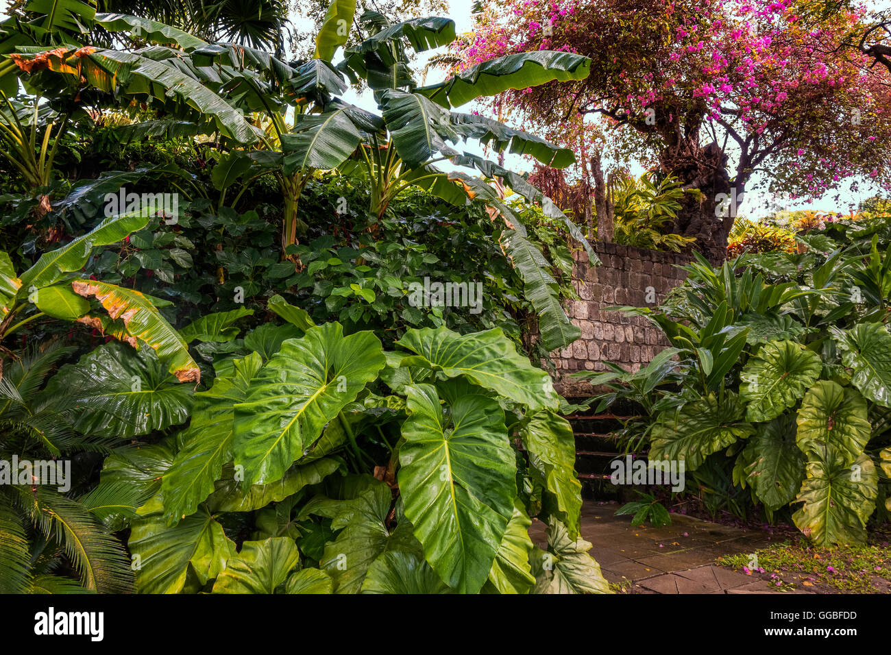 Il giardino lussureggiante di Romney Manor ST. Kitts West Indies Foto Stock