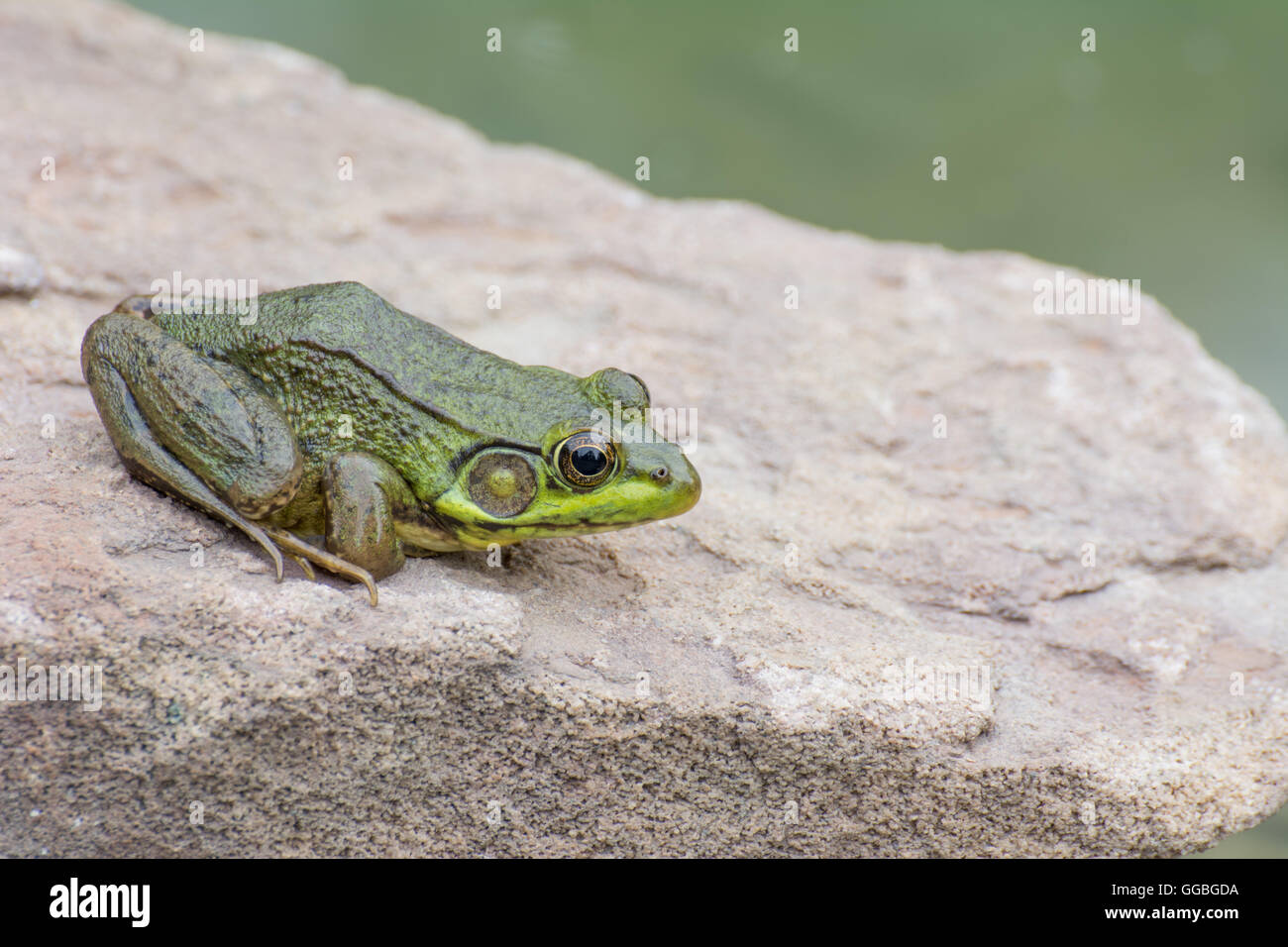 Bullfrog seduto su una roccia in una palude. Foto Stock