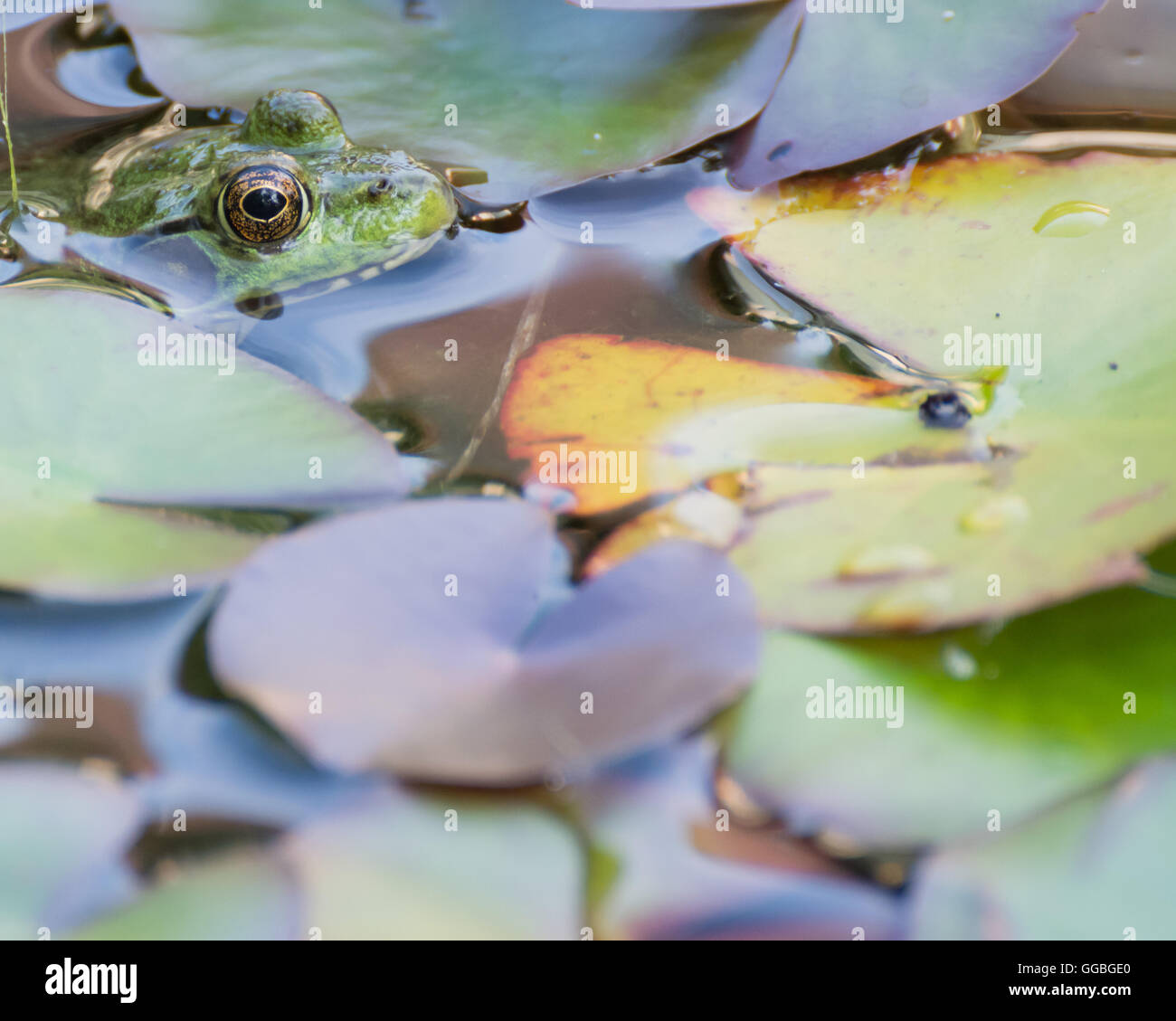 Bullfrog seduta in una palude con lilly pad. Foto Stock