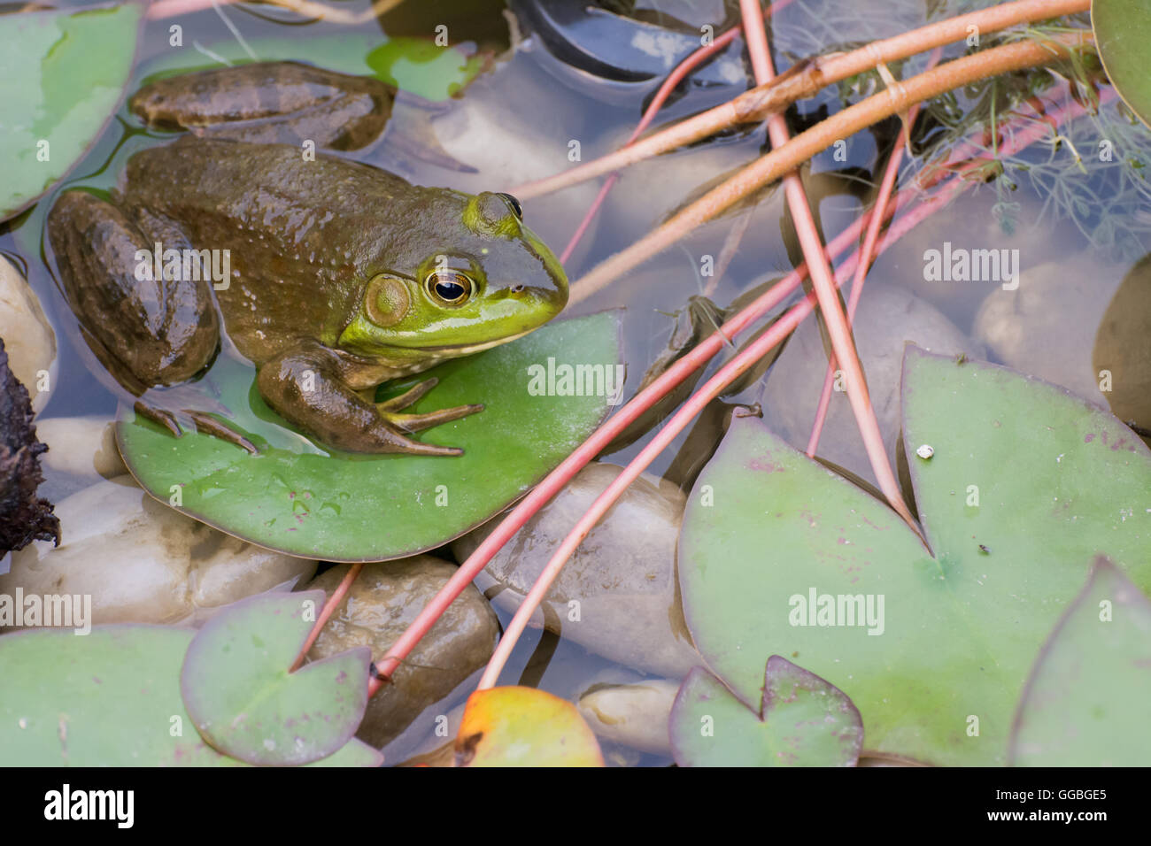 Bullfrog seduta in una palude con lilly pad. Foto Stock