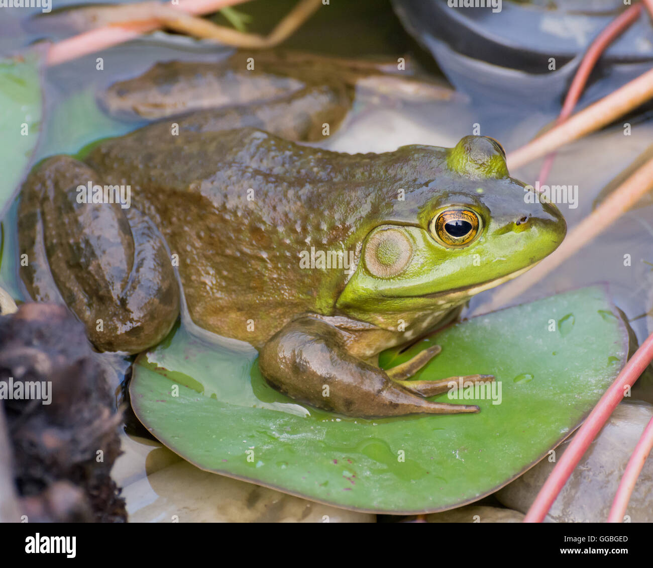 Bullfrog seduta in una palude con lilly pad. Foto Stock