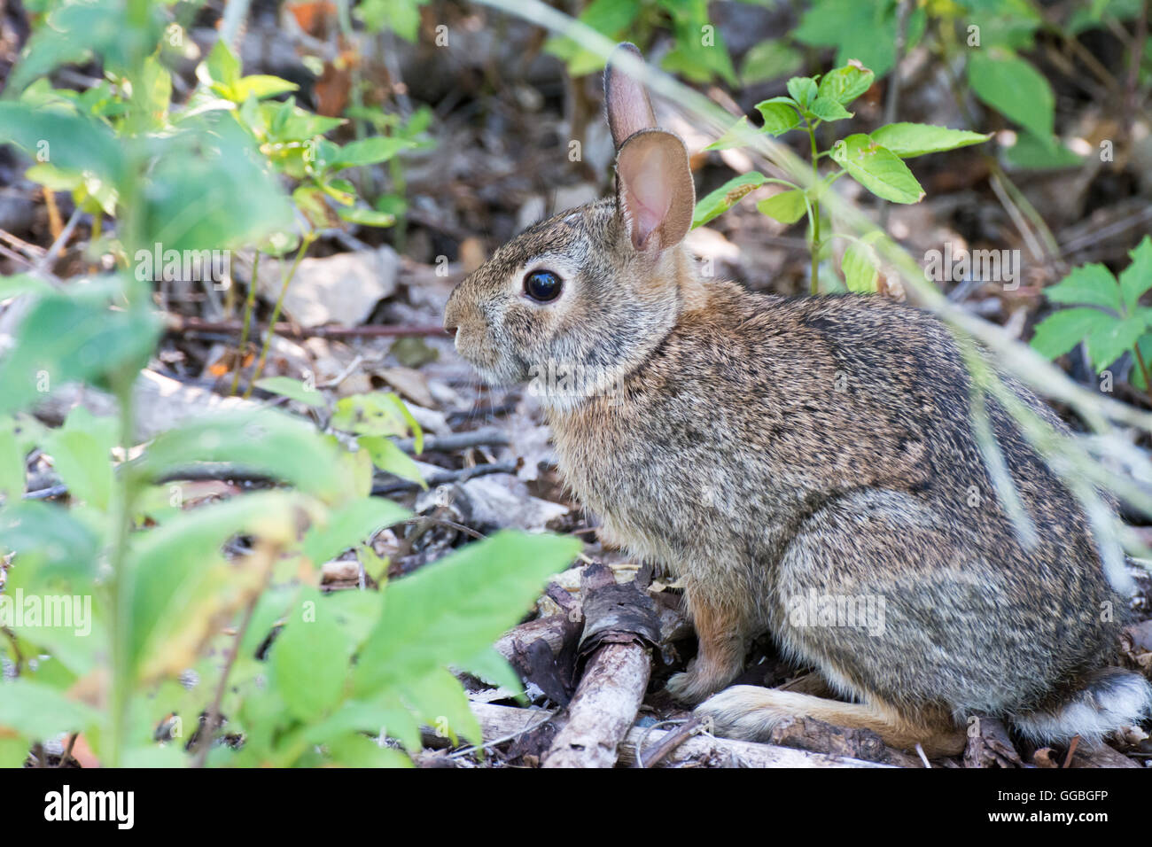 Coniglio silvilago seduto su un sentiero cercando nel bosco. Foto Stock