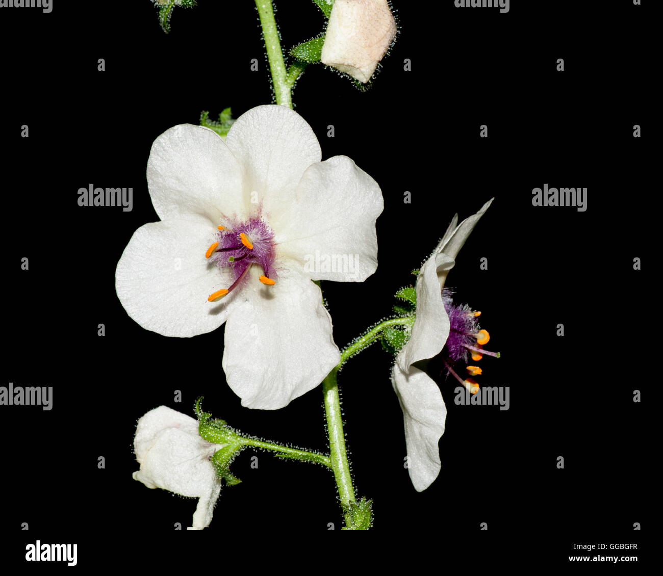 La tignola Mullein sbocciare fiori selvaggi contro uno sfondo nero. Foto Stock