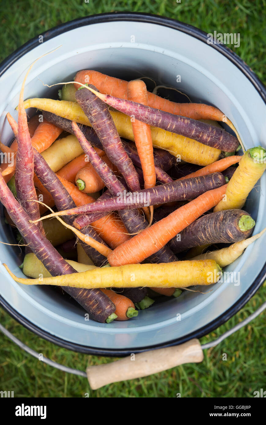 Daucus carota . Le carote colorate in un vecchio secchio di smalto Foto Stock