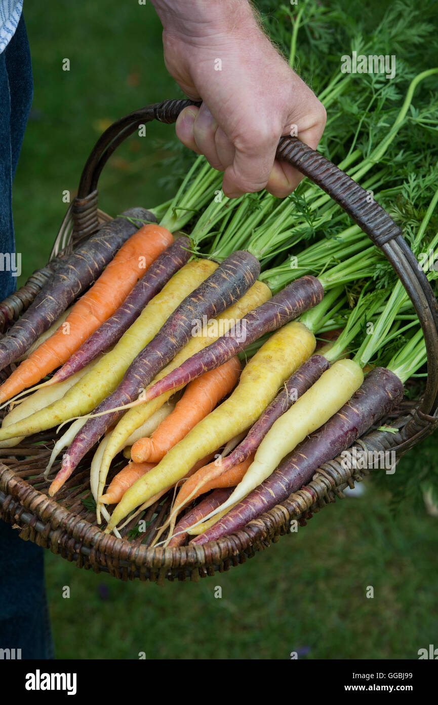 Daucus carota . Giardiniere tenendo un cesto in vimini colorato e carote Foto Stock