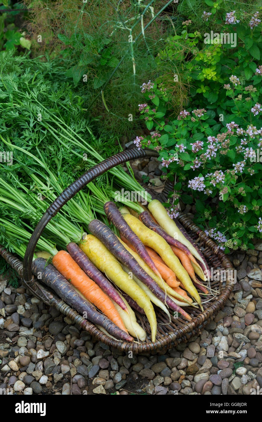 Daucus carota . Le carote colorate in un cesto di vimini Foto Stock