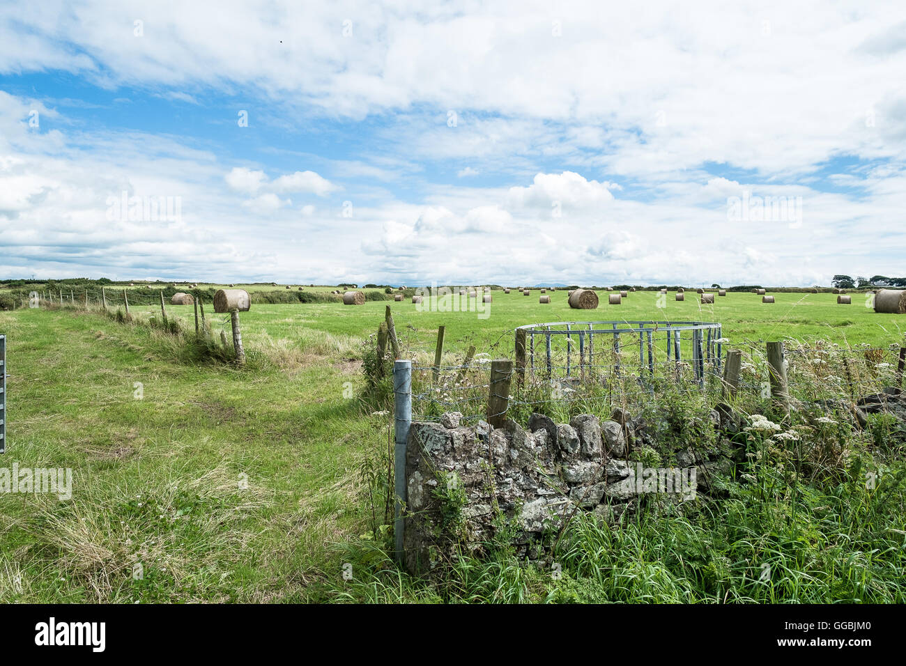 Campo di balle di fieno con un secco muro di pietra nelle zone rurali di Anglesey, Mona mam Cymru, Galles del Nord, Regno Unito Foto Stock