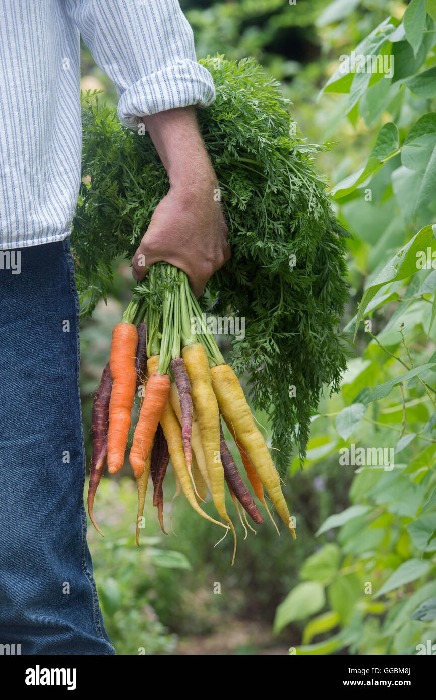 Daucus carota . Giardiniere tenendo un mazzetto di carote colorate Foto Stock