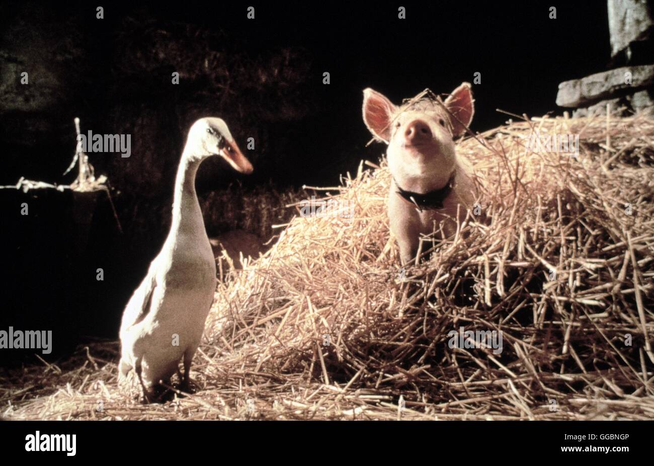SCHWEINCHEN BABE IN DER GROSSEN STADT / Babe: Pig nella città Australien 1998 / George Miller Babe fährt in die grosse Stadt, um den Bauernhof vor dem drohenden rovina zu retten. Auf der Reise trifft Schweinchen Babe eine Vielfalt erstaunliche neuer Tiere. Il babe lernt aus seinen Abenteuern gefährlichen vom bissigen Pittbull bis zum Tierversuchslabor, wie ein freundliches und unerschütterliches Herz die Sorgen der Welt lindern kann. Regie: George Miller aka. Il babe: Pig nella città Foto Stock
