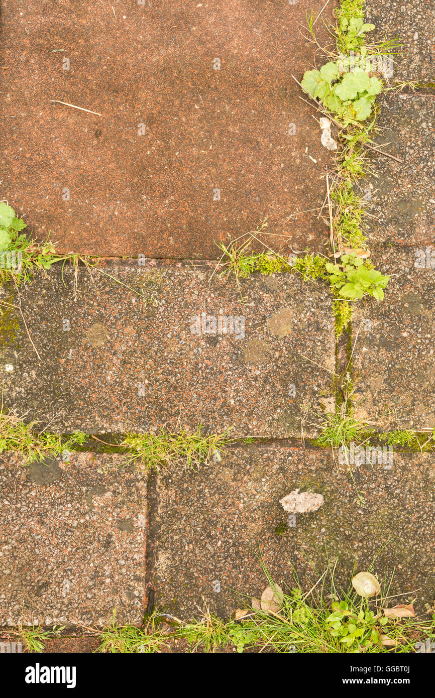 Le erbacce e auto imposta piantine in tra il patio di lastre per pavimentazione - Scozia, Regno Unito Foto Stock