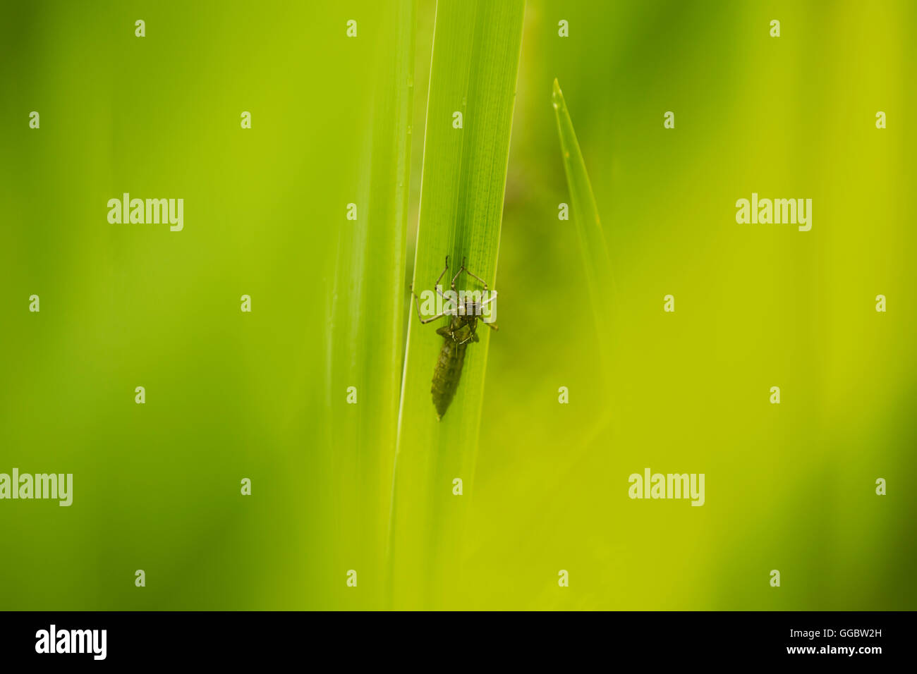 Ninfa di libellula esuvia su una foglia di Iris. Foto Stock