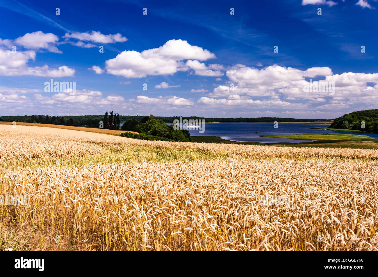 Campi dorati di fronte alle acque turchesi del Roskilde fjorden con il verde scuro forrest presso le sue rive ed un cielo blu Foto Stock