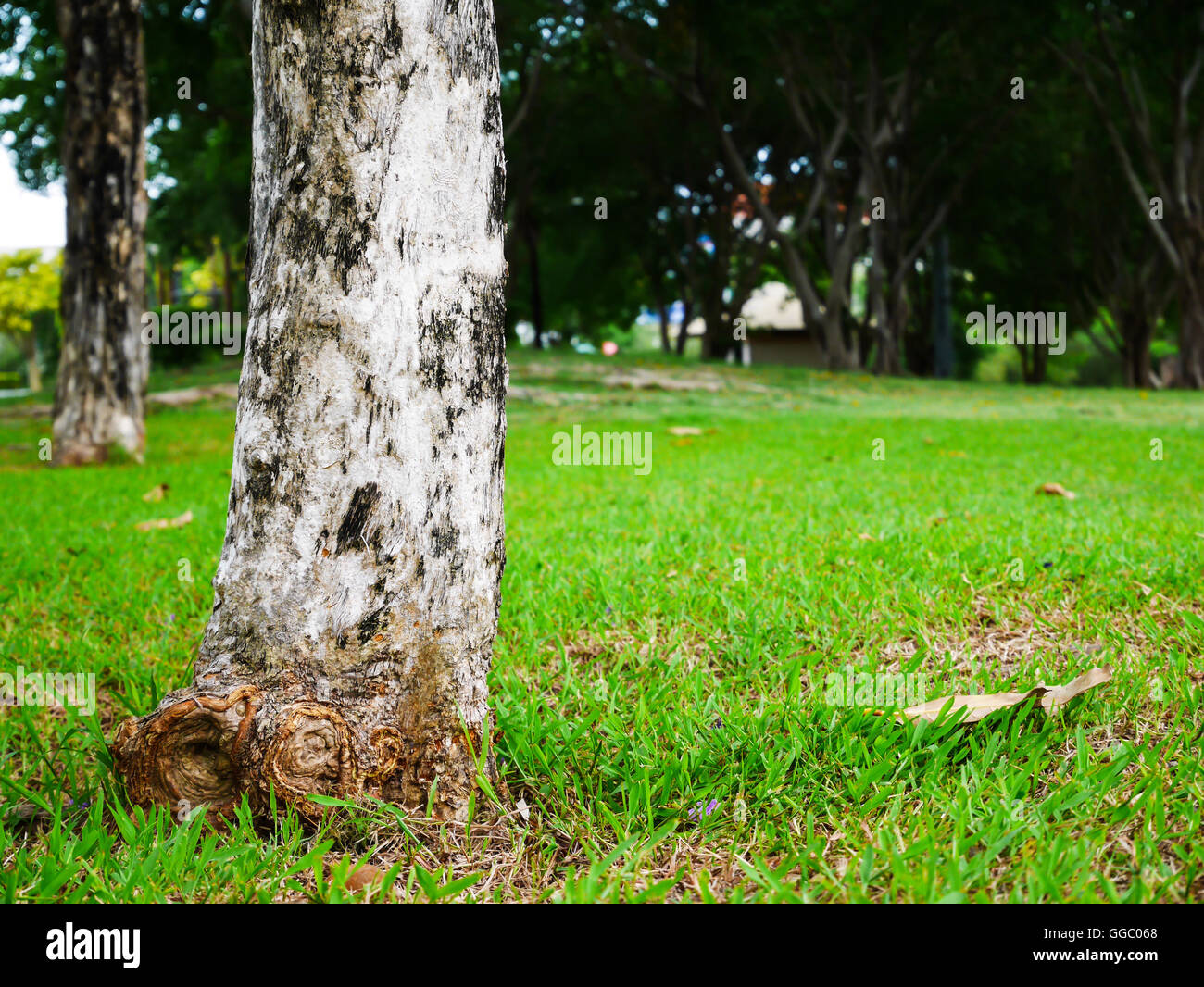Chiudere fino vecchio albero tronco nel parco sulla sfocatura dello sfondo con spazio di copia Foto Stock