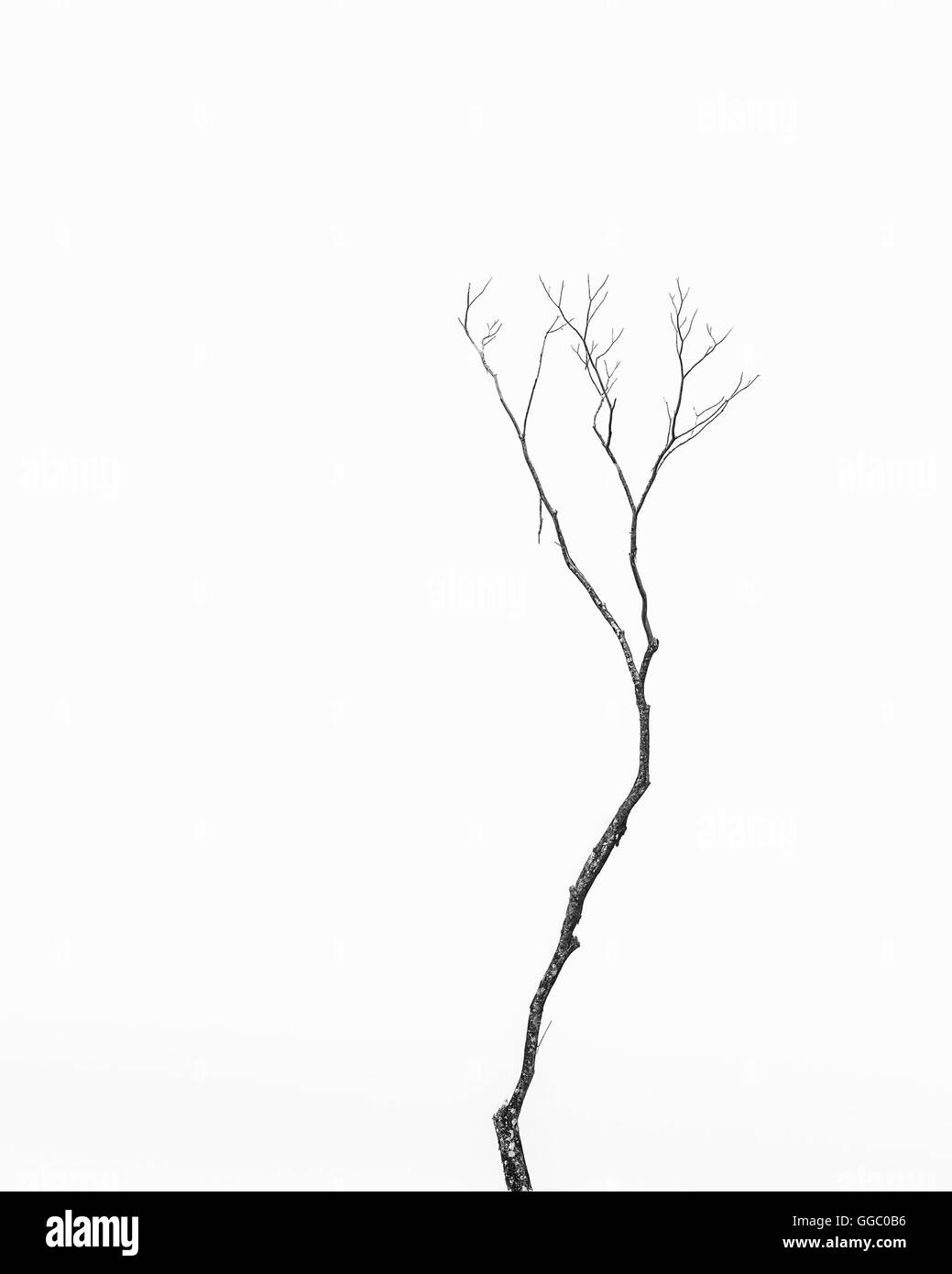 Colpo minimalista di un albero secco contro un cielo bianco Foto Stock