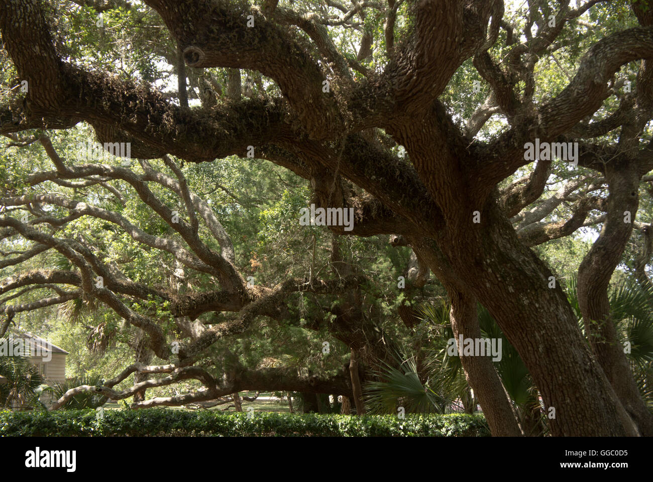 200 anni di lecci nel Parco di Anastasia, Sant'Agostino, Florida. Foto Stock