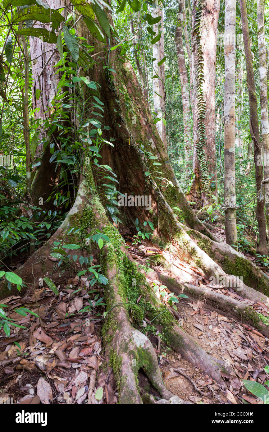 Tronco inferiore o un albero di legno duro riscontrato nella foresta pluviale, Sabah, Malaysia Borneo, mostrando massicci contrafforti a sostenere il peso Foto Stock