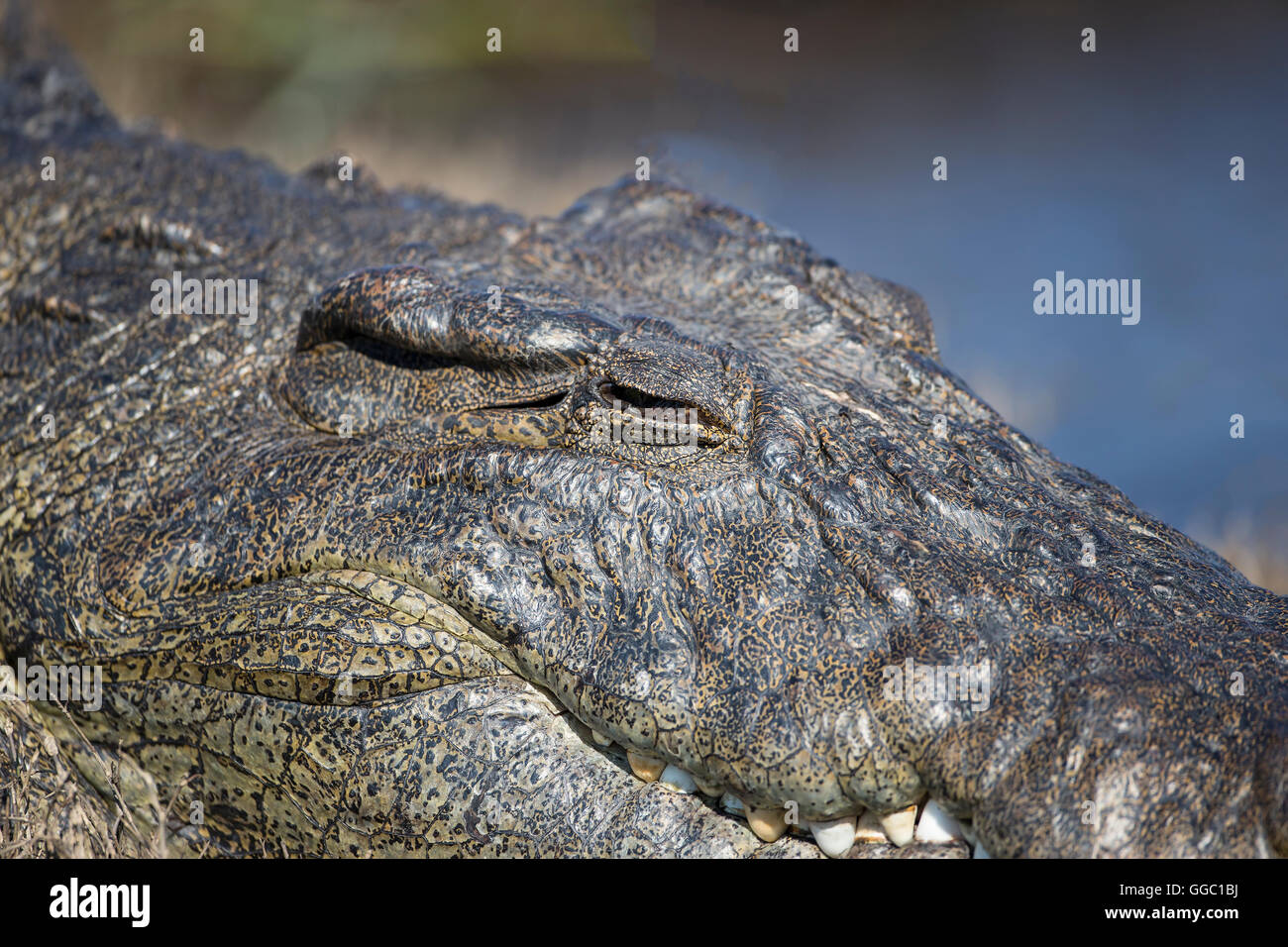 In prossimità della testa di un coccodrillo del Nilo Crocodylus niloticus la seconda più grande rettile al mondo Foto Stock