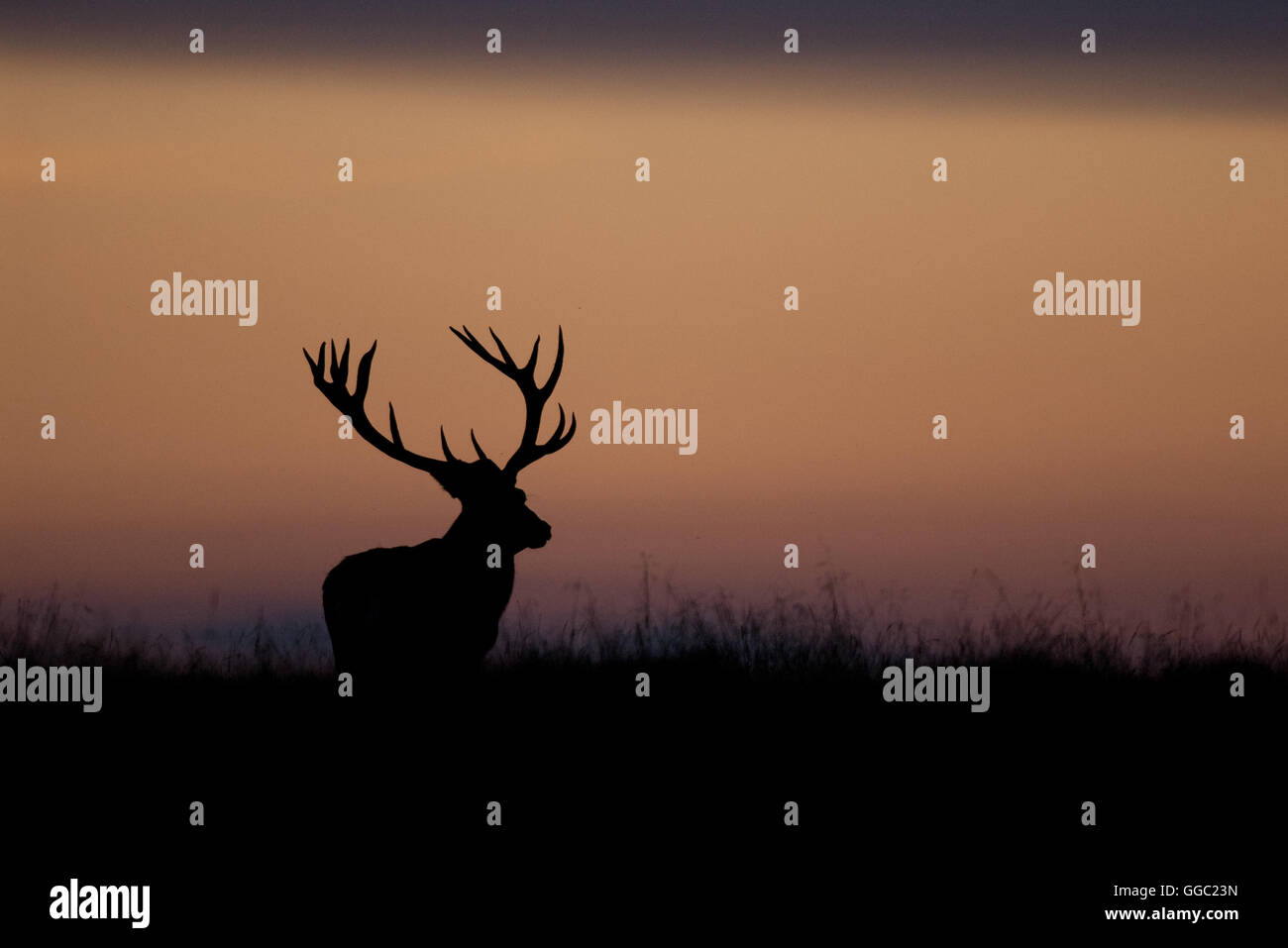 Red Deer stag silhouette prima di un rosso Cielo di tramonto Foto Stock