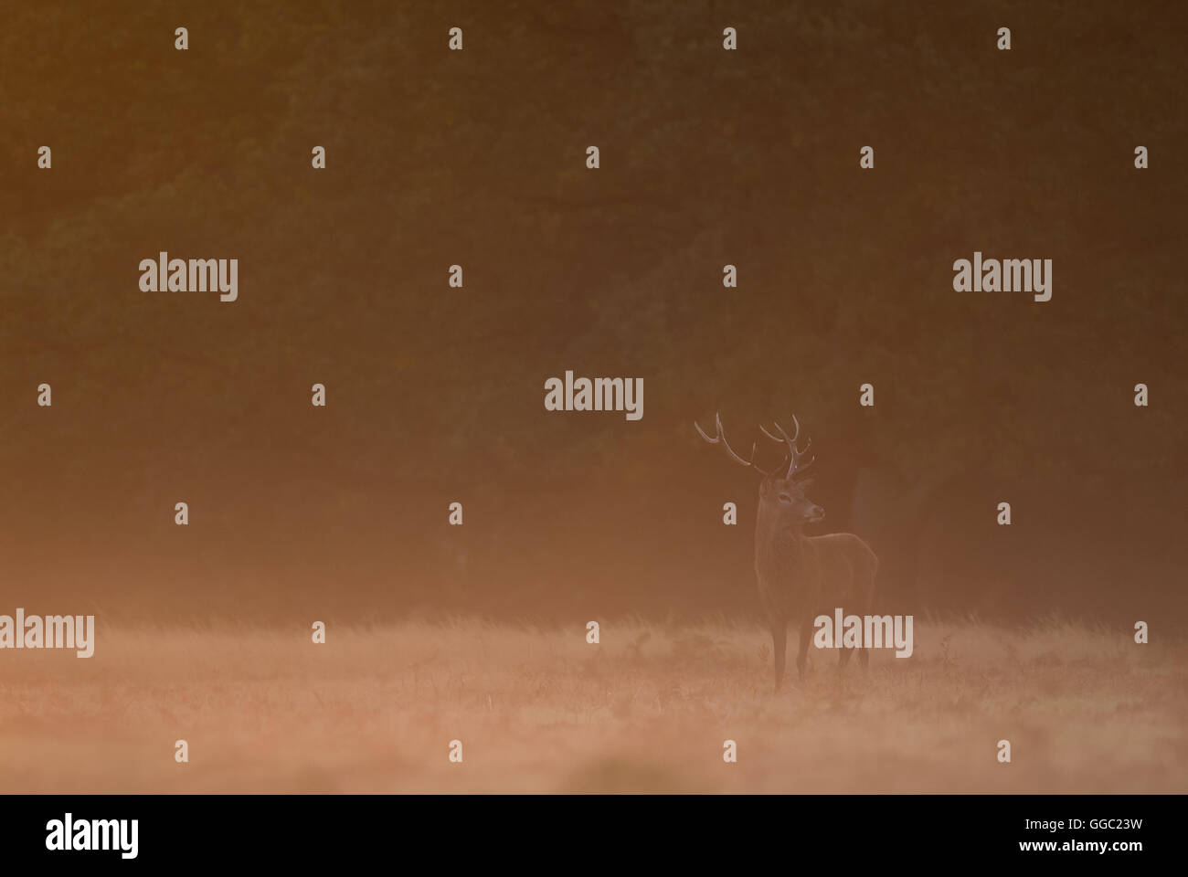 Red Deer feste di addio al celibato nella nebbia rossa durante il sunrise Foto Stock