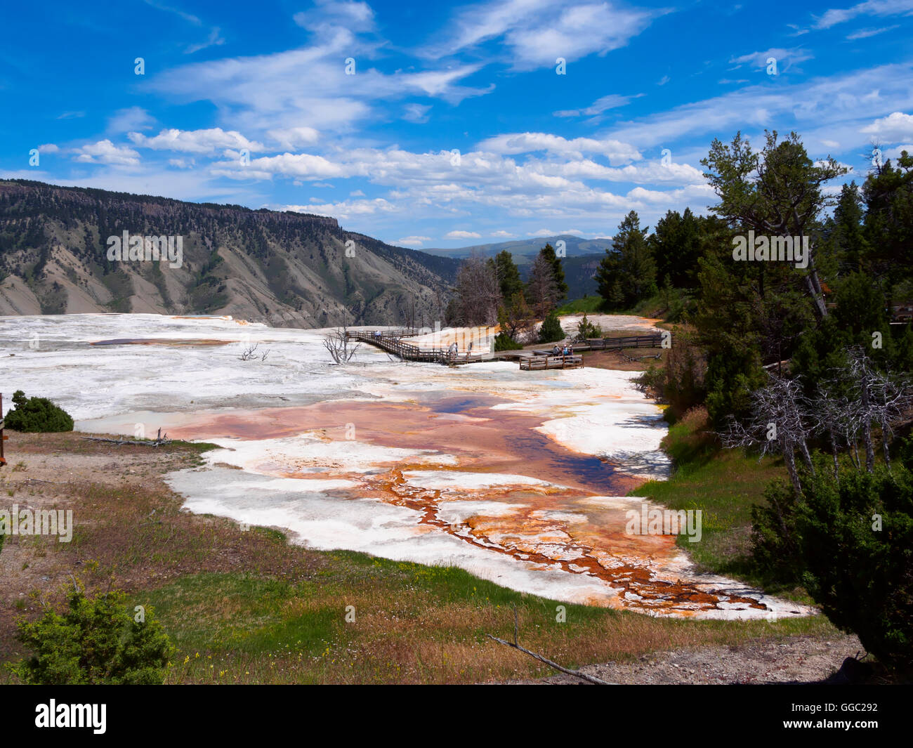 Molla erbosa, Mammoth Hot Springs, il Parco Nazionale di Yellowstone Foto Stock