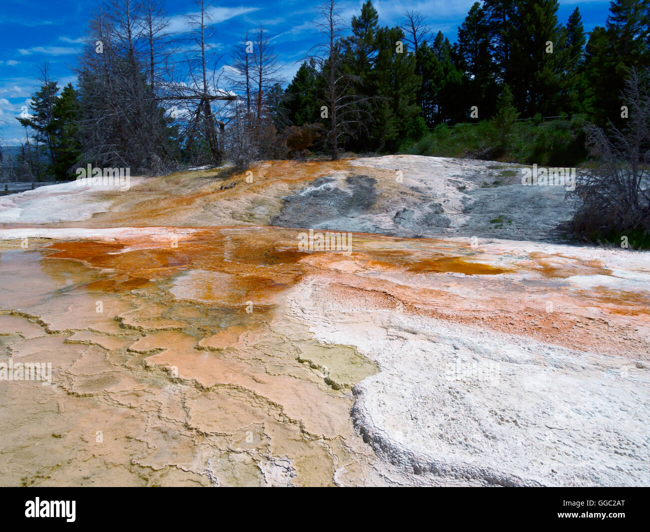 Mammoth Hot Springs, terrazzi superiori, il Parco Nazionale di Yellowstone Foto Stock