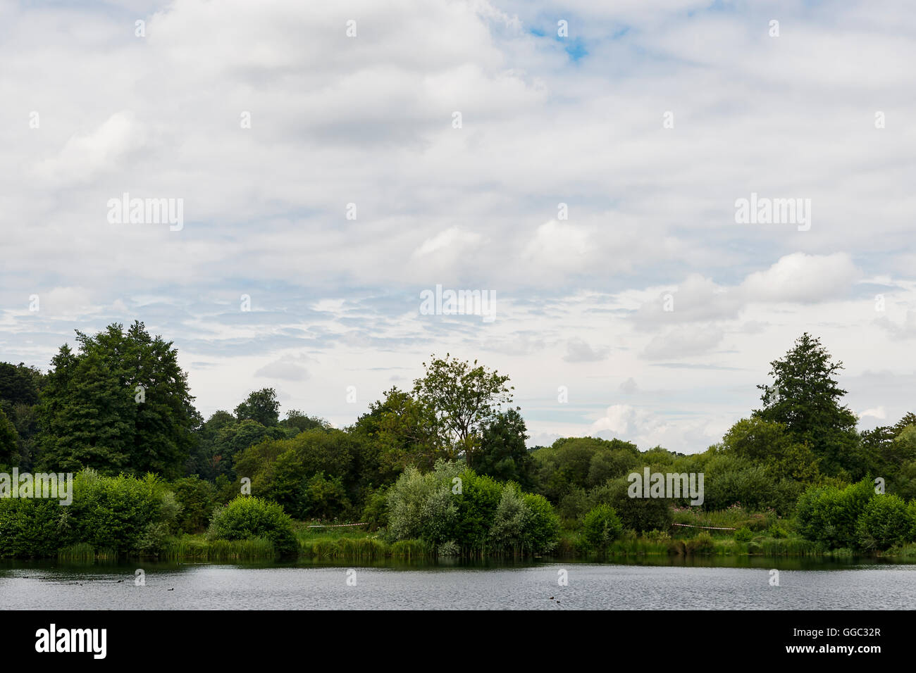 In estate le foto del progetto di restauro a Chalk stream sito dopo dieci anni di estrazione. Panshanger Park Welwyn, Regno Unito Foto Stock