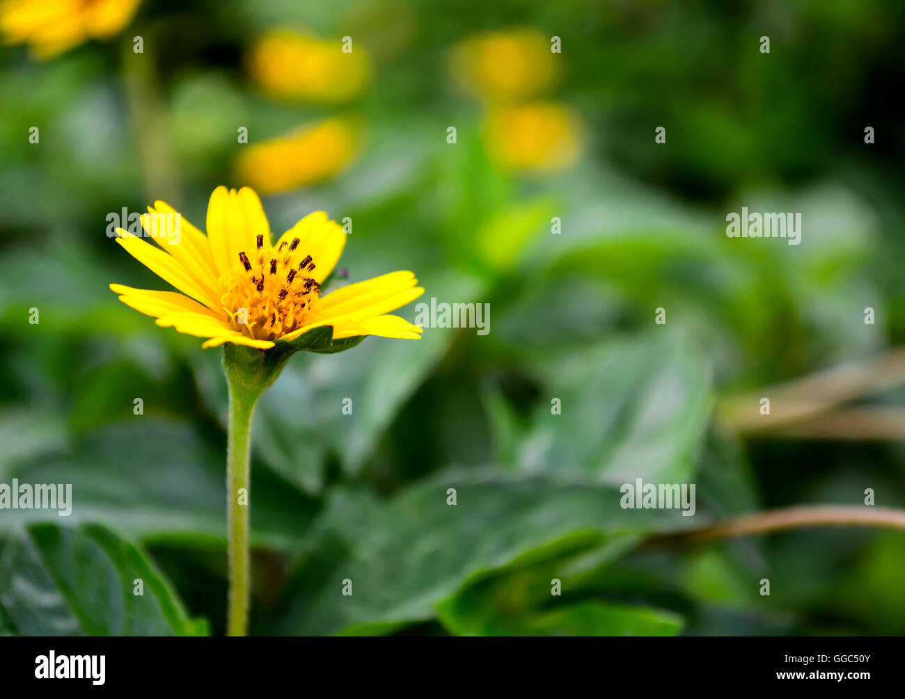 La messa a fuoco di colore giallo fiore a margherita sulla foglia verde sullo sfondo Foto Stock