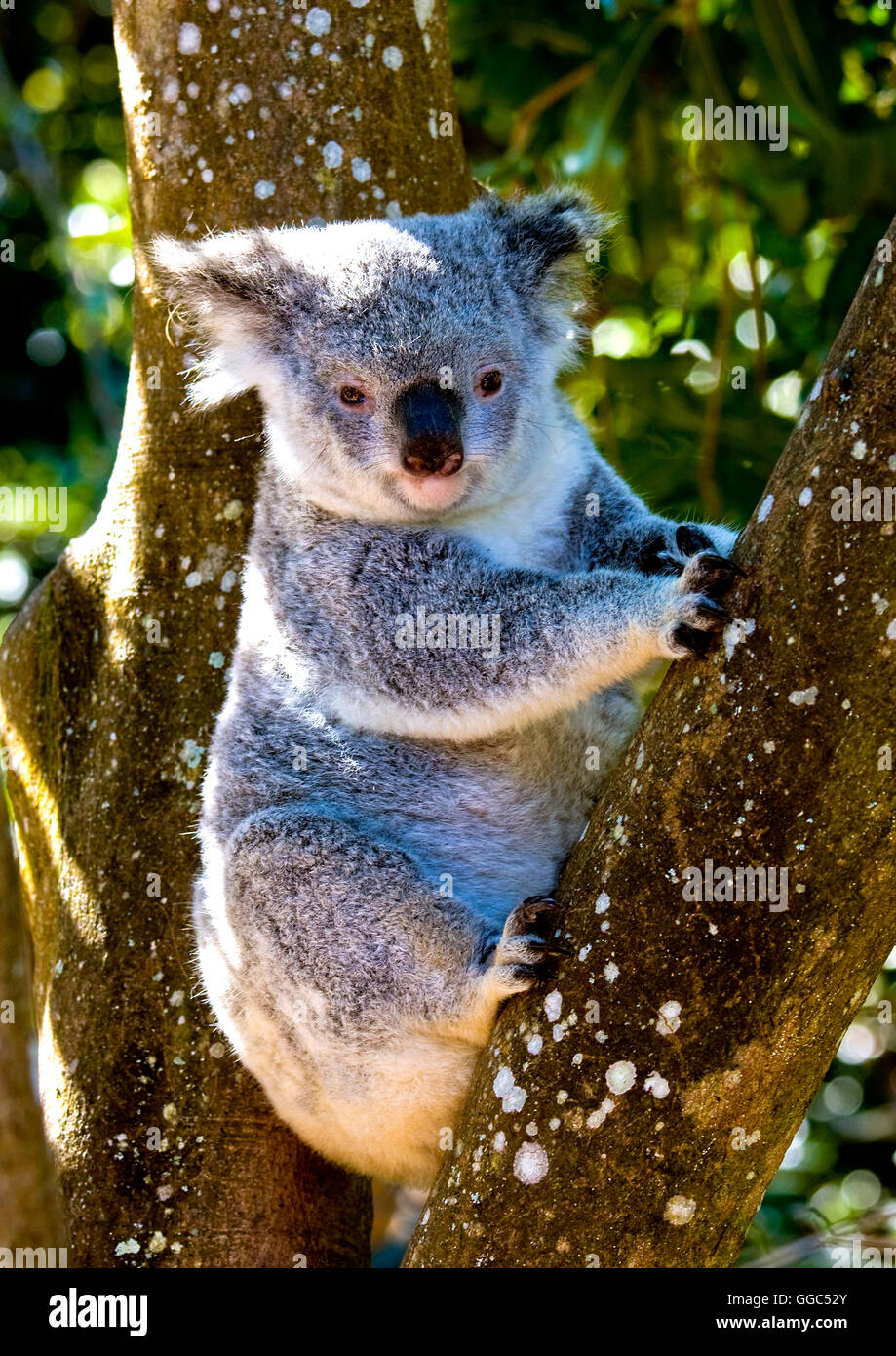 Il Koala seduto in una struttura ad albero è un piccolo albero-abitazione marsupiale Foto Stock